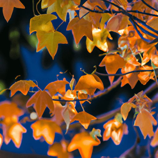 תצוגה יפה של צבעי הסתיו בפארק בלבואה של סן דייגו